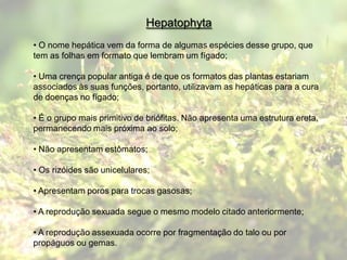 Hepatophyta
• O nome hepática vem da forma de algumas espécies desse grupo, que
tem as folhas em formato que lembram um fígado;

• Uma crença popular antiga é de que os formatos das plantas estariam
associados às suas funções, portanto, utilizavam as hepáticas para a cura
de doenças no fígado;

• É o grupo mais primitivo de briófitas. Não apresenta uma estrutura ereta,
permanecendo mais próxima ao solo;

• Não apresentam estômatos;

• Os rizóides são unicelulares;

• Apresentam poros para trocas gasosas;

• A reprodução sexuada segue o mesmo modelo citado anteriormente;

• A reprodução assexuada ocorre por fragmentação do talo ou por
propáguos ou gemas.
 