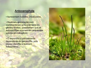 Antocerophyta
• Apresentam rizóides unicelulares,

• Realizam associação com
cianobactérias, principalmente do
gênero Nostoc, possibilitam que as
antocerófitas ocorram em ambientes
pobres em nitrogênio,

• O esporófito é parcialmente
dependente do gametófito, pois
possui clorofila e realizam
fotossíntese.
 
