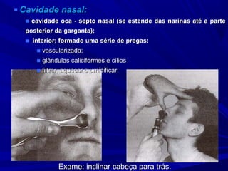 ■ Cavidade    nasal:
  ■ cavidade oca - septo nasal (se estende das narinas até a parte
  posterior da garganta);
  ■ interior; formado uma série de pregas:
     ■ vascularizada;
     ■ glândulas caliciformes e cílios
     ■ filtrar, aquecer e umidificar




             Exame: inclinar cabeça para trás.
 