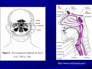 Seio
                frontal


                                             Seio
                                             esfenóide




 frontal

etmoidal

   esfenóidal


  maxilar




                http://www.msd-brazil.com/
 