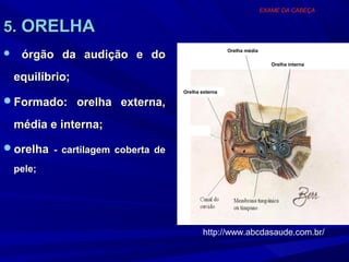 EXAME DA CABEÇA


5. ORELHA
     órgão da audição e do
                                                   Orelha média

                                                                     Orelha interna

    equilíbrio;
                                  Orelha externa

Formado: orelha externa,

    média e interna;
orelha - cartilagem coberta de
    pele;




                                          http://www.abcdasaude.com.br/
 