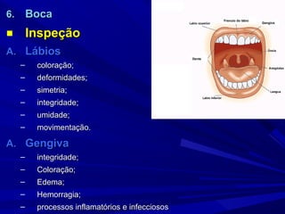 6.       Boca                                             Frenulo do lábio
                                                                             Gengiva


■        Inspeção
A. Lábios
                                                  Dente

     –    coloração;
                                           Mmm
     –    deformidades;
     –    simetria;
     –    integridade;
     –    umidade;
     –    movimentação.

A. Gengiva
     –    integridade;
     –    Coloração;
     –    Edema;
     –    Hemorragia;
     –    processos inflamatórios e infecciosos
 