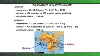 ZONEAMENTO CLIMÁTICO DO CAFÉ
ARÁBICA
- temperatura: 18-23oC (inapto: T > 24°C; Ta < 17oC)
- altitude: > 600 m (acima de 800 m cafés melhor qualidade)
- deficiência hídrica: < 150 mm
ROBUSTA
- temperatura: 22-26oC (inapto: T > 28°C; Ta < 21oC)
- altitude: < 400 m (encontra-se acima de 1.200 m, ES Pinhal - SP)
- deficiência hídrica: < 200 mm
Robusta
Arábica
 
