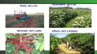 Colheita: abril a setembro
Plantio: dez a fev
Florescimento: ago a out
Maturação: abril a junho
 