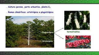 Plagiotrópico
Ortotrópico
. Cultura perene, porte arbustivo, planta C3
. Ramos dimórficos: ortotrópico e plagiotrópico
hermafroditas
 