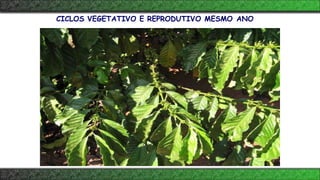 CICLOS VEGETATIVO E REPRODUTIVO MESMO ANO
 