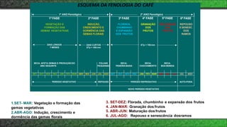ESQUEMA DA FENOLOGIA DO CAFÉ
SET OUT NOV DEZ JAN FEV MAR ABR MAI JUN JUL AGO SET OUT NOV DEZ JAN FEV MAR ABR MAI JUN JUL AGO
MATURAÇÃO
DOS
FRUTOS
FLORADA,
CHUMBINHO
E EXPANSÃO
DOS FRUTOS
1º ANO Fenológico
1ª FASE 2ª FASE 3ª FASE
2º ANO Fenológico
4ª FASE 5ª FASE 6ª FASE
VEGETAÇÃO E
FORMAÇÃO DAS
GEMAS VEGETATIVAS
INDUÇÃO,
CRESCIMENTO E
DORMÊNCIA DAS
GEMAS FLORAIS
GRANAÇÃO
DOS
FRUTOS
REPOUSO
E SENESC.
DOS
RAMOS
ETp = 700 mm
DIAS LONGOS
7 MESES
DIAS CURTOS
ETp = 350 mm
PERÍODO VEGETATIVO REPOUSO PERÍODO REPRODUTIVO AUTO-PODA
NOVO PERÍODO VEGETATIVO
FOLHAS
PEQUENAS
SECA: AFETA GEMAS E PRODUÇÃO DO
ANO SEGUINTE
SECA:
PENEIRA BAIXA
SECA:
CHOCHAMENTO
SECA:
BOA BEBIDA
Camargo, A. P.& Camargo, M.B.P. (2001)
1.SET- MAR: Vegetação e formação das
gemas vegetativas
2.ABR-AGO: Indução, crescimento e
dormência das gemas florais
3. SET-DEZ: Florada, chumbinho e expansão dos frutos
4. JAN-MAR: Granação dos frutos
5. ABR-JUN: Maturação dosfrutos
6. JUL-AGO: Repouso e senescência dosramos
 