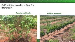Robusta: multicaule Arábica: monocaule
Café arábica x conilon – Qual é a
diferença?
 