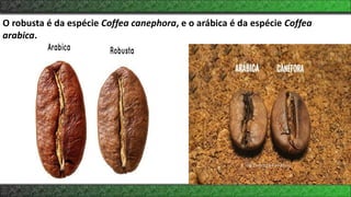 O robusta é da espécie Coffea canephora, e o arábica é da espécie Coffea
arabica.
 
