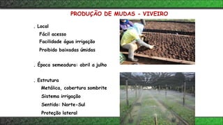 PRODUÇÃO DE MUDAS - VIVEIRO
. Local
Fácil acesso
Facilidade água irrigação
Proibido baixadas úmidas
. Época semeadura: abril a julho
. Estrutura
Metálica, cobertura sombrite
Sistema irrigação
Sentido: Norte-Sul
Proteção lateral
 
