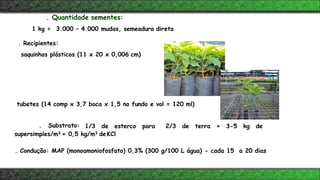 . Quantidade sementes:
1 kg = 3.000 – 4.000 mudas, semeadura direta
. Recipientes:
saquinhos plásticos (11 x 20 x 0,006 cm)
tubetes (14 comp x 3,7 boca x 1,5 no fundo e vol = 120 ml)
. Substrato: 1/3 de esterco para 2/3 de terra + 3-5 kg de
supersimples/m3 + 0,5 kg/m3 deKCl
. Condução: MAP (monoamoniofosfato) 0,3% (300 g/100 L água) - cada 15 a 20 dias
 