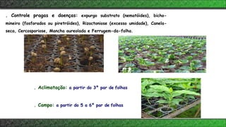 . Aclimatação: a partir do 3º par de folhas
. Campo: a partir do 5 a 6º par de folhas
. Controle pragas e doenças: expurgo substrato (nematóides), bicho-
mineiro (fosforados ou piretróides), Rizoctoniose (excesso umidade), Canela-
seca, Cercosporiose, Mancha aureolada e Ferrugem-da-folha.
 