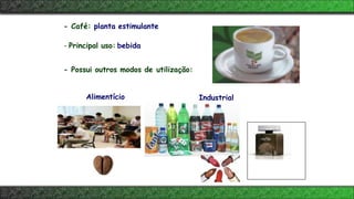Alimentício
- Café: planta estimulante
- Principal uso: bebida
- Possui outros modos de utilização:
Industrial
 