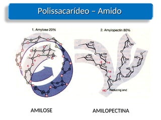 Polissacarídeo – Amido
Polissacarídeo – Amido
AMILOPECTINA
AMILOPECTINA
AMILOSE
AMILOSE
 