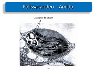 Polissacarídeo – Amido
Polissacarídeo – Amido
 