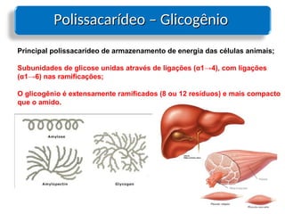 Polissacarídeo – Glicogênio
Polissacarídeo – Glicogênio
Principal polissacarídeo de armazenamento de energia das células animais;
Subunidades de glicose unidas através de ligações (α1→4), com ligações
(α1→6) nas ramificações;
O glicogênio é extensamente ramificados (8 ou 12 resíduos) e mais compacto
que o amido.
 
