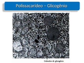 Polissacarídeo – Glicogênio
Polissacarídeo – Glicogênio
 