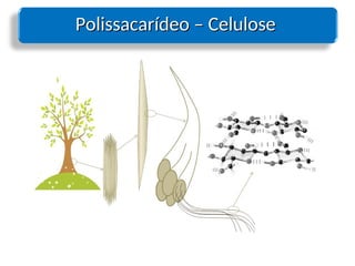 Polissacarídeo – Celulose
Polissacarídeo – Celulose
 