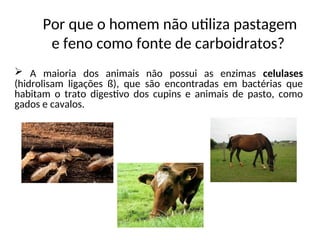  A maioria dos animais não possui as enzimas celulases
(hidrolisam ligações ß), que são encontradas em bactérias que
habitam o trato digestivo dos cupins e animais de pasto, como
gados e cavalos.
Por que o homem não utiliza pastagem
e feno como fonte de carboidratos?
 