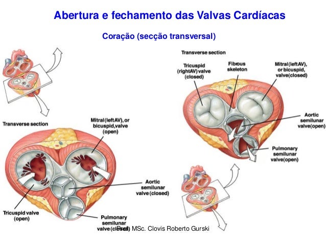 Resultado de imagem para corte transversal do coração