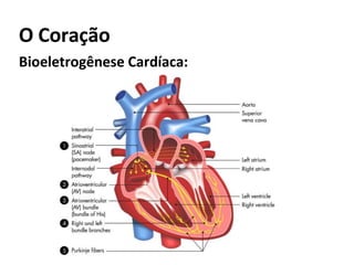 O Coração
Bioeletrogênese Cardíaca:
 