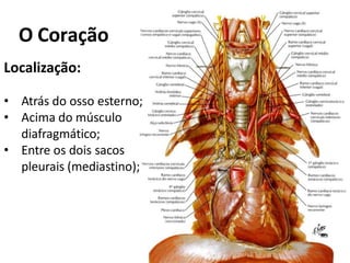 O Coração
Localização:
• Atrás do osso esterno;
• Acima do músculo
diafragmático;
• Entre os dois sacos
pleurais (mediastino);
 