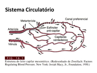 Sistema Circulatório
 