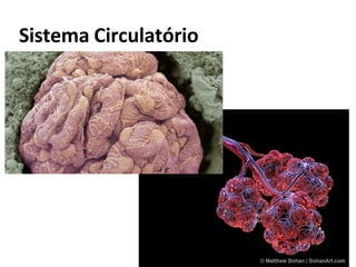 Sistema Circulatório
 