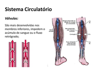 Sistema Circulatório
Válvulas:
São mais desenvolvidas nos
membros inferiores, impedem o
acúmulo de sangue ou o fluxo
retrógrado;
 