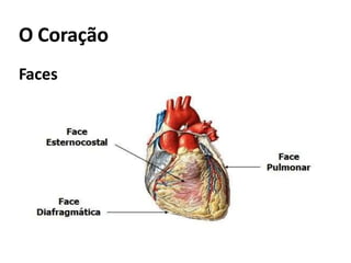 O Coração
Faces
 