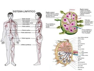Aula Cardiovascular.....................