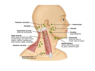Aula Cardiovascular.....................