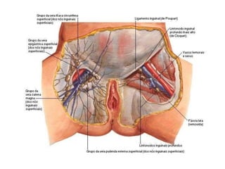 Aula Cardiovascular.....................