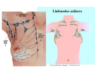 Aula Cardiovascular.....................