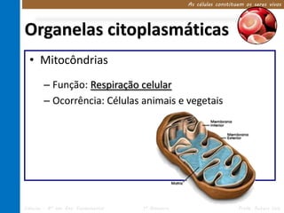 As células constituem os seres vivos 
Organelas citoplasmáticas 
• Mitocôndrias 
– Função: Respiração celular 
– Ocorrência: Células animais e vegetais 
Ciências – 8º ano Ens. Fundamental 1º Bimestre Profa. Rebeca Vale 
 