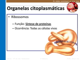 As células constituem os seres vivos 
Organelas citoplasmáticas 
• Ribossomos 
– Função: Síntese de proteínas 
– Ocorrência: Todas as células vivas 
Ciências – 8º ano Ens. Fundamental 1º Bimestre Profa. Rebeca Vale 
 