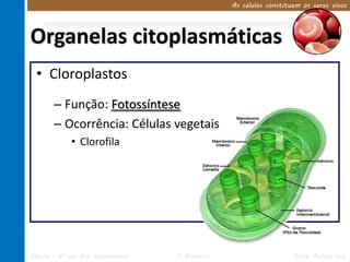 As células constituem os seres vivos 
Organelas citoplasmáticas 
• Cloroplastos 
– Função: Fotossíntese 
– Ocorrência: Células vegetais 
• Clorofila 
Ciências – 8º ano Ens. Fundamental 1º Bimestre Profa. Rebeca Vale 
 