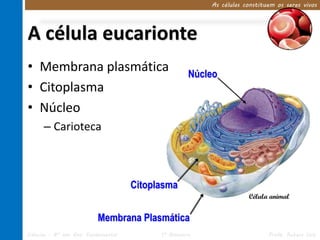 A célula eucarionte 
• Membrana plasmática 
• Citoplasma 
• Núcleo 
– Carioteca 
As células constituem os seres vivos 
Célula animal 
Citoplasma 
Núcleo 
Membrana Plasmática 
Ciências – 8º ano Ens. Fundamental 1º Bimestre Profa. Rebeca Vale 
 