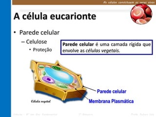 A célula eucarionte 
• Parede celular 
– Celulose 
• Proteção 
As células constituem os seres vivos 
Parede celular é uma camada rígida que 
envolve as células vegetais. 
Parede celular 
Membrana Plasmática 
Célula vegetal 
Ciências – 8º ano Ens. Fundamental 1º Bimestre Profa. Rebeca Vale 
 