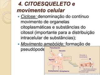 4. CITOESQUELETO e
movimento celular
 Ciclose: denominação do contínuo
movimento de organelas
citoplasmáticas e substâncias do
citosol (importante para a distribuição
intracelular de substâncias);
 Movimento amebóide: formação de
pseudópodes (“falsos pés”).
 