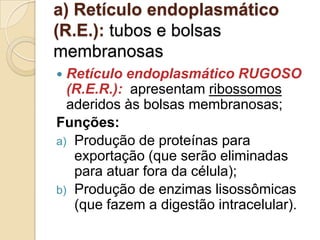 a) Retículo endoplasmático
(R.E.): tubos e bolsas
membranosas
 Retículo endoplasmático RUGOSO
(R.E.R.): apresentam ribossomos
aderidos às bolsas membranosas;
Funções:
a) Produção de proteínas para
exportação (que serão eliminadas
para atuar fora da célula);
b) Produção de enzimas lisossômicas
(que fazem a digestão intracelular).
 