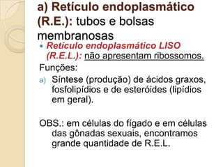 a) Retículo endoplasmático
(R.E.): tubos e bolsas
membranosas
 Retículo endoplasmático LISO
(R.E.L.): não apresentam ribossomos.
Funções:
a) Síntese (produção) de ácidos graxos,
fosfolipídios e de esteróides (lipídios
em geral).
OBS.: em células do fígado e em células
das gônadas sexuais, encontramos
grande quantidade de R.E.L.
 