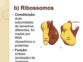 b) Ribossomos
 Constituição:
duas
subunidades
de tamanhos
diferentes, for
mados por
RNA
ribossômico e
proteínas.
 Função:
síntese
(produção) de
 