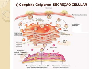 c) Complexo Golgiense- SECREÇÃO CELULAR
 