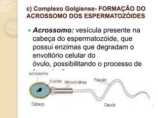 c) Complexo Golgiense- FORMAÇÃO DO
ACROSSOMO DOS ESPERMATOZÓIDES
 Acrossomo: vesícula presente na
cabeça do espermatozóide, que
possui enzimas que degradam o
envoltório celular do
óvulo, possibilitando o processo de
fecundação.
 