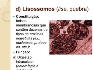 d) Lisossomos (lise, quebra)
 Constituição:
bolsas
membranosas que
contêm dezenas de
tipos de enzimas
digestivas (ex.:
nucleases, proteas
es, etc.);
 Função:
a) Digestão
intracelular
(heterofagia e
 