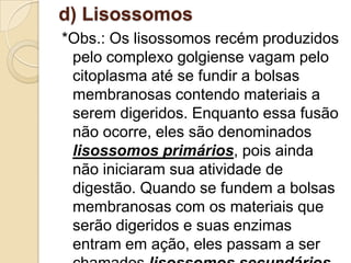 d) Lisossomos
*Obs.: Os lisossomos recém produzidos
pelo complexo golgiense vagam pelo
citoplasma até se fundir a bolsas
membranosas contendo materiais a
serem digeridos. Enquanto essa fusão
não ocorre, eles são denominados
lisossomos primários, pois ainda
não iniciaram sua atividade de
digestão. Quando se fundem a bolsas
membranosas com os materiais que
serão digeridos e suas enzimas
entram em ação, eles passam a ser
 