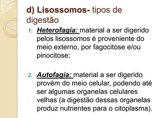 d) Lisossomos- tipos de
digestão
1. Heterofagia: material a ser digerido
pelos lisossomos é proveniente do
meio externo, por fagocitose e/ou
pinocitose;
2. Autofagia: material a ser digerido
provém do meio celular, podendo até
ser algumas organelas celulares
velhas (a digestão dessas organelas
produz nutrientes para o citoplasma).
 