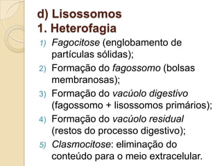 d) Lisossomos
1. Heterofagia
1) Fagocitose (englobamento de
partículas sólidas);
2) Formação do fagossomo (bolsas
membranosas);
3) Formação do vacúolo digestivo
(fagossomo + lisossomos primários);
4) Formação do vacúolo residual
(restos do processo digestivo);
5) Clasmocitose: eliminação do
conteúdo para o meio extracelular.
 