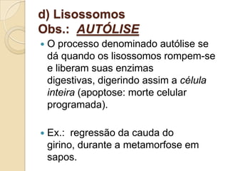 d) Lisossomos
Obs.: AUTÓLISE
 O processo denominado autólise se
dá quando os lisossomos rompem-se
e liberam suas enzimas
digestivas, digerindo assim a célula
inteira (apoptose: morte celular
programada).
 Ex.: regressão da cauda do
girino, durante a metamorfose em
sapos.
 